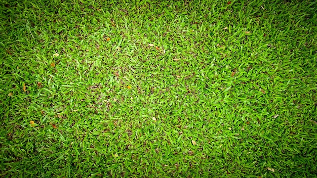 Green grass background texture top view