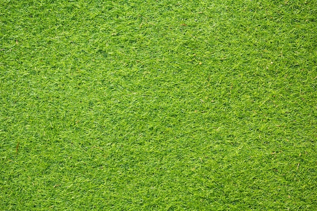 Green Grass Background and Texture