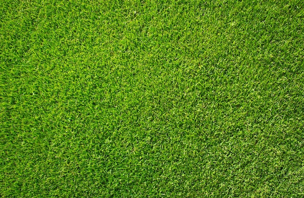 Green Grass Background and Texture