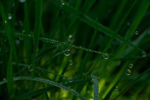 Green grass background with dew nature theme eco high quality macro photography