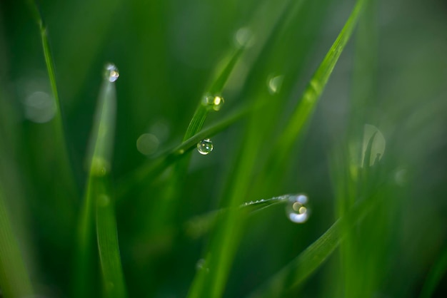 Green grass background with dew nature theme eco high quality macro photography