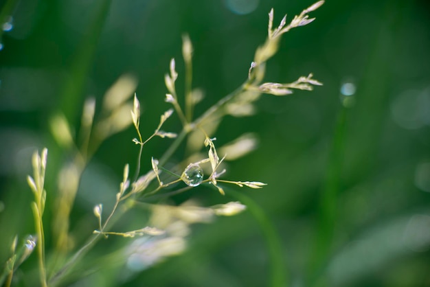 Green grass background with dew nature theme eco high quality macro photography