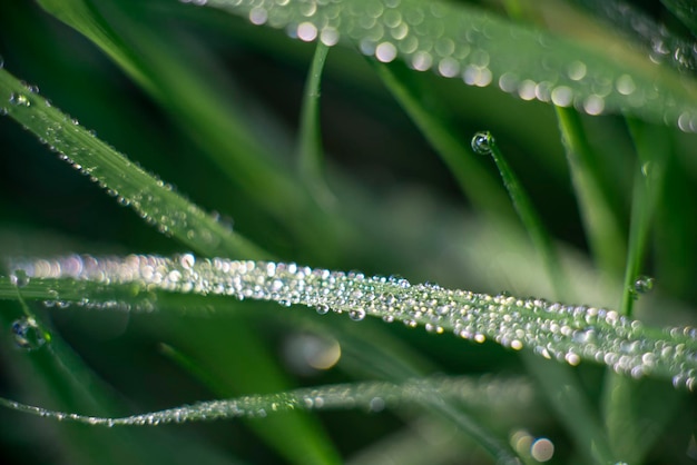 Green grass background with dew nature theme eco high quality macro photography