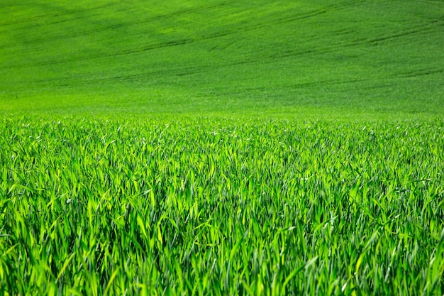 Green grass background with selective focus