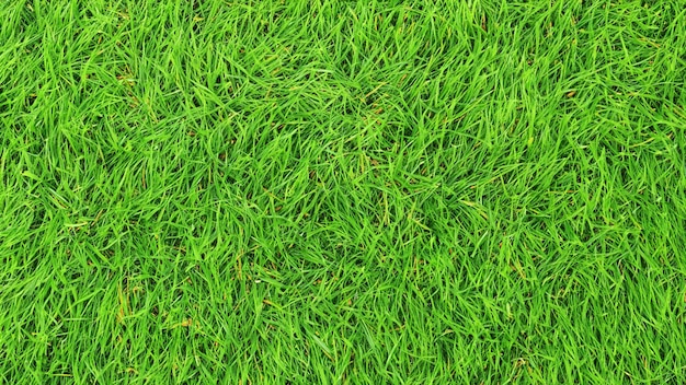 green grass background