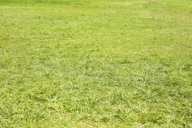 Green grass background