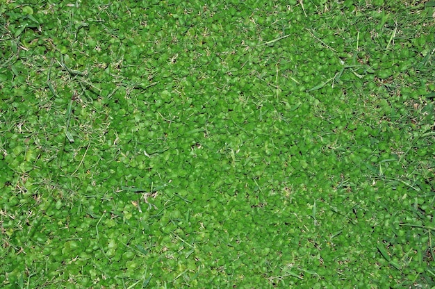 Green grass background