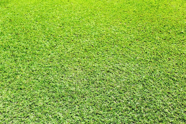 Green grass background