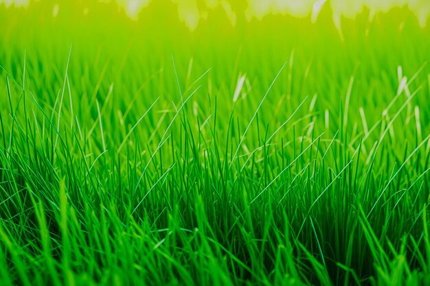 green grass background