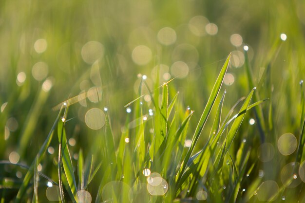 green grass blades with droplets