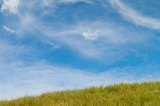 Photo green grass blowing in the wind against a bright blue sky with white clouds