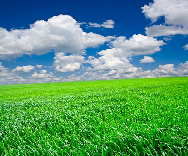 Green grass under blue sky