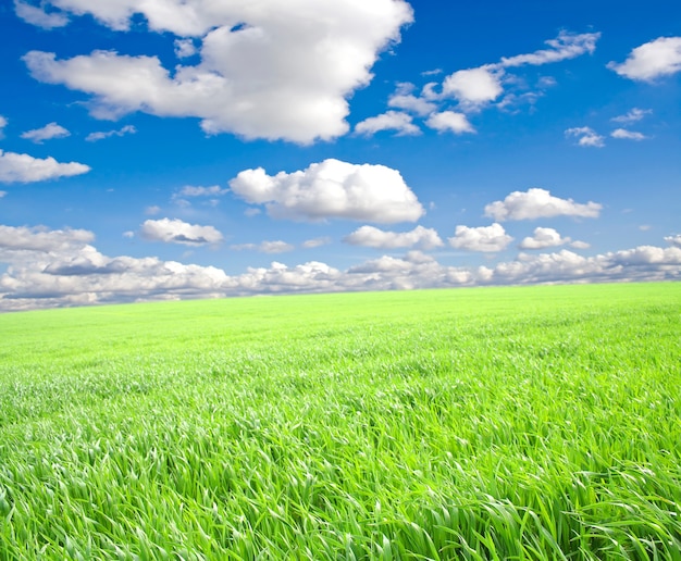 Green grass under blue sky