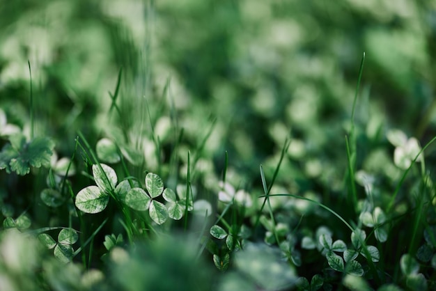 Green grass botany and nature landscaping for the home area landscaping and taking care of nature and the environment