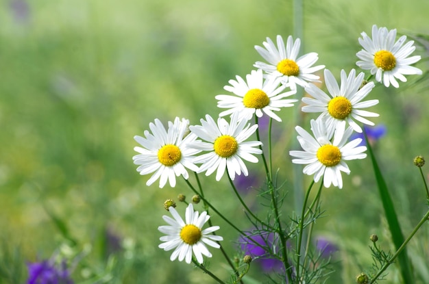 Green grass and chamomiles in the nature