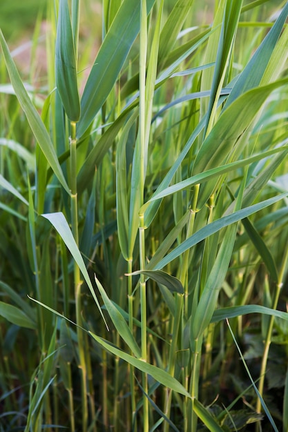 Green grass close-up, place for inscription