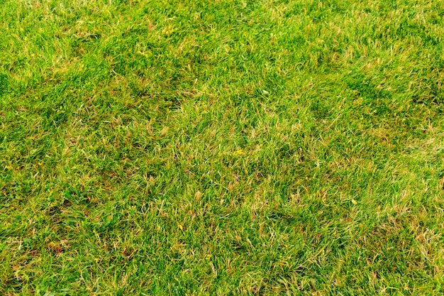 Green grass  close up