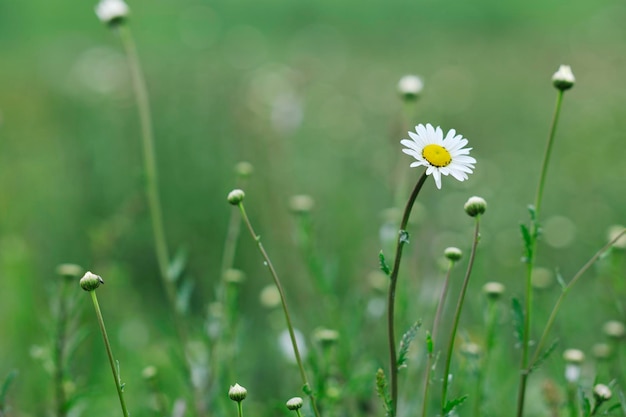 green grass closeup outdoor in nature background