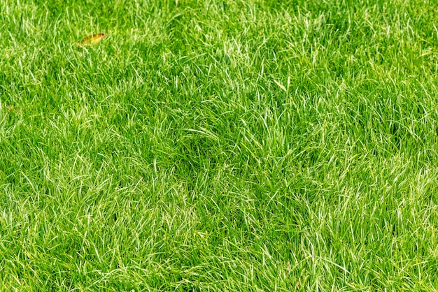 Green grass closeup