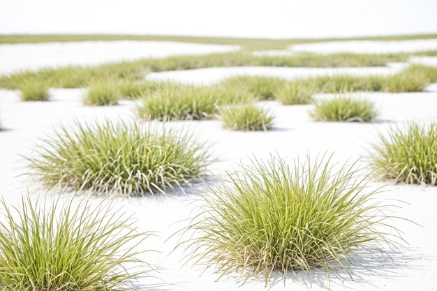 Green grass clumps on white sand