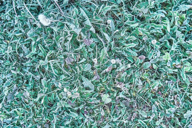 Green grass covered with fresh white hoarfrost growing on garden meadow in cold early autumn morning