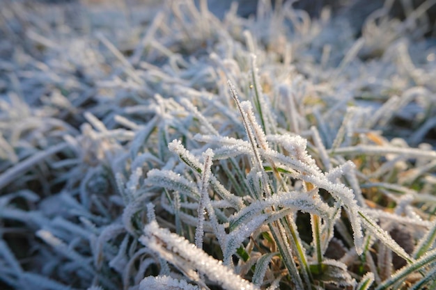 Green grass covered with frost and ice crystals after the first frost in the morning sun