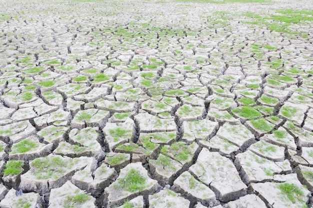 Green grass on cracked earth