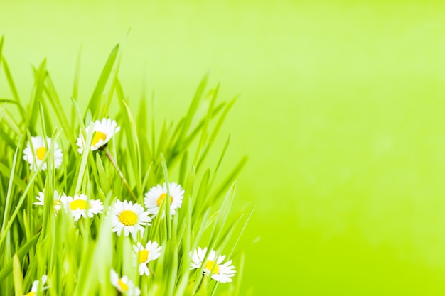 Green grass and daisy