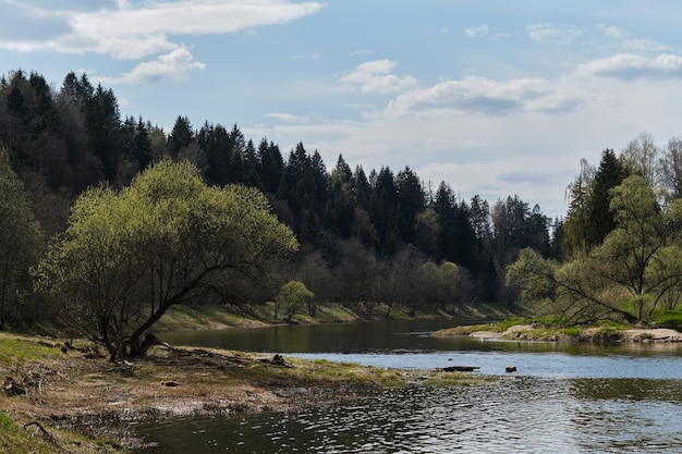 Green grass dense forest and deciduous tree on the edge of a quiet calm river flows A sunny summer day in the village The bank of the Moskva River in countryside of Moscow region in late spring