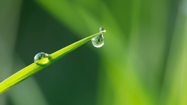 Green grass in the dew on the surface of the morning sun