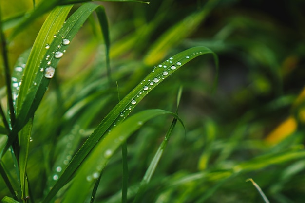 Green grass in the drops after the rain.  Green grass background