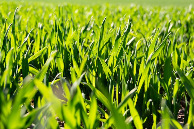 Green grass in early spring on a sunny day