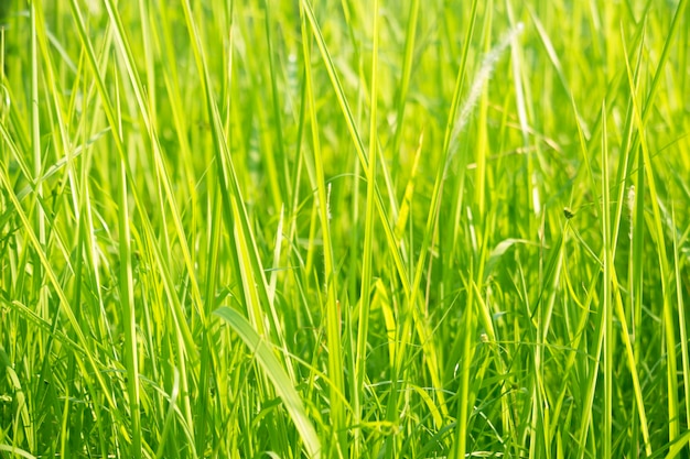 Green grass in eye level view for background or graphic design