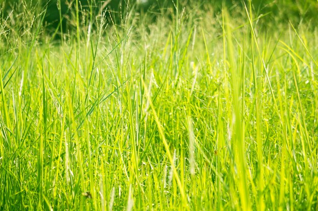 Green grass in eye level view for background or graphic design