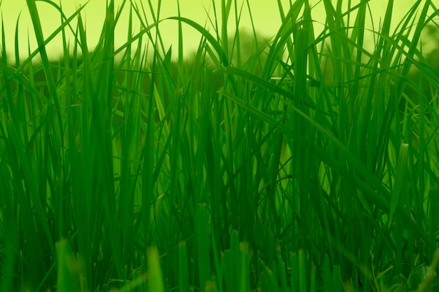 Green grass in eye level view for background or graphic design