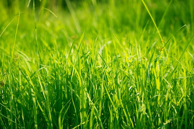 Green grass in eye level view for background or graphic design