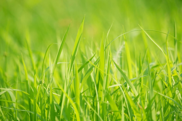 Green grass in eye level view for background or graphic design