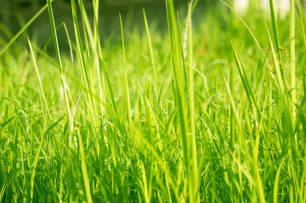 Green grass in eye level view for background or graphic design