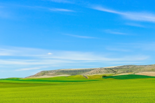 Green grass field against the blue sky, beautiful sunny landscape