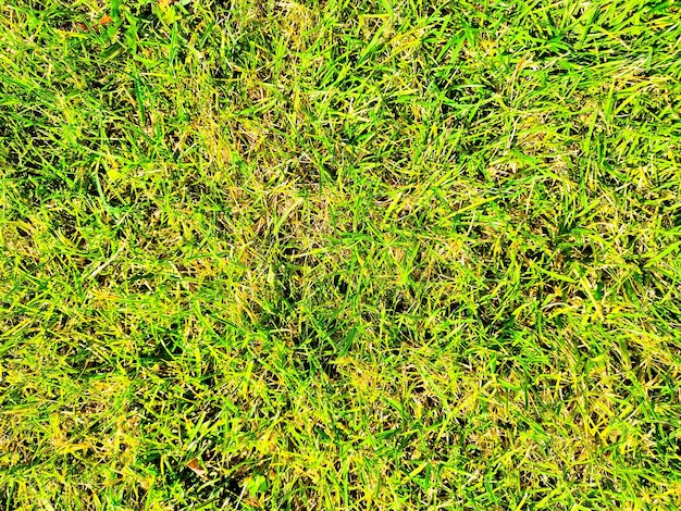 Green grass field background. Top view.