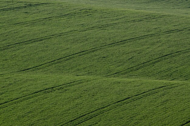 Green grass field background