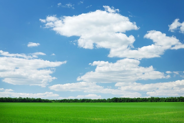 Green grass field and blue sky