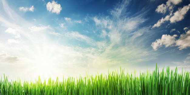 Green grass field and clear blue sky