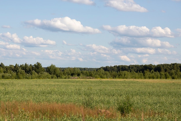 Green grass field a forest on the horizon and a blue sky