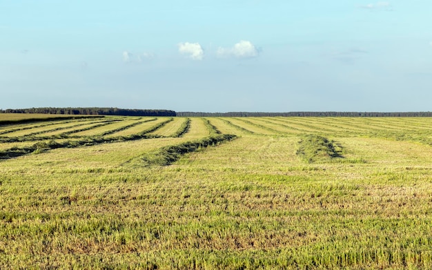 Green grass in a field in the summer a field with