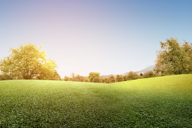 Green grass field with trees