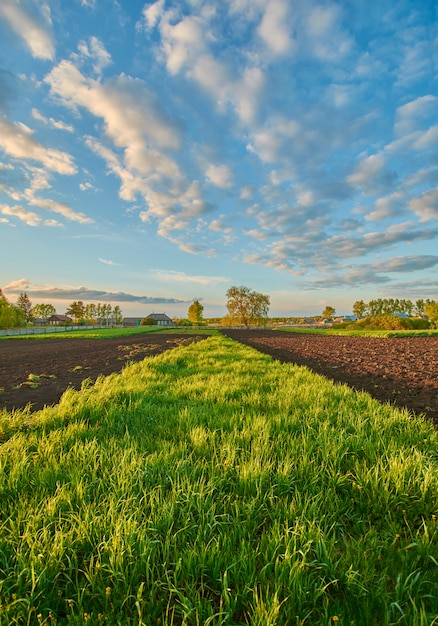 Green grass in the field