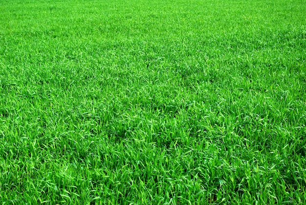 Green grass field