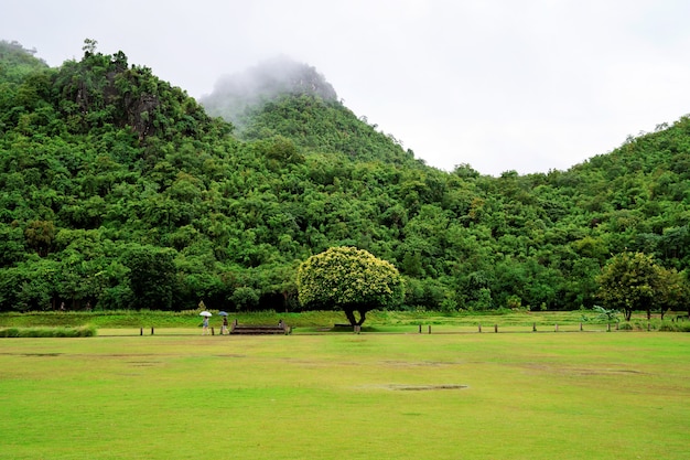 Green grass filed with fog green mountain view  after raining