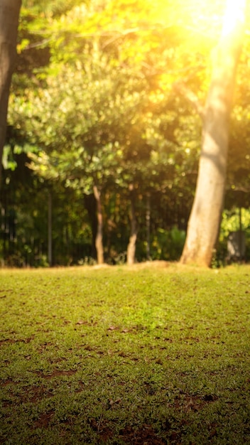 Green grass in the forest with sunlight background